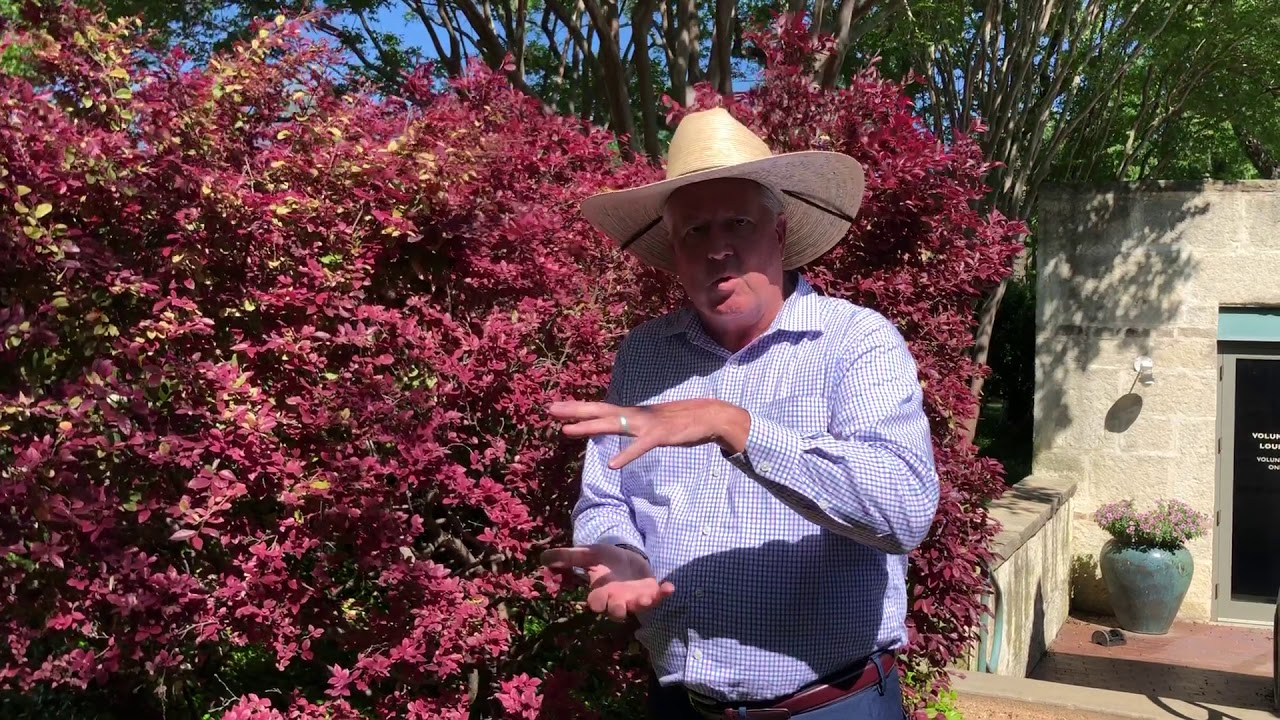 In the Garden with Dave Forehand: Loropetalum