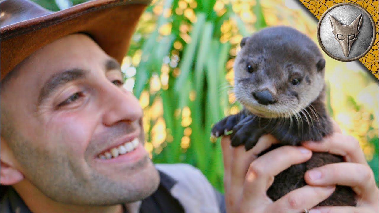 Cutest Baby Otter EVER!!