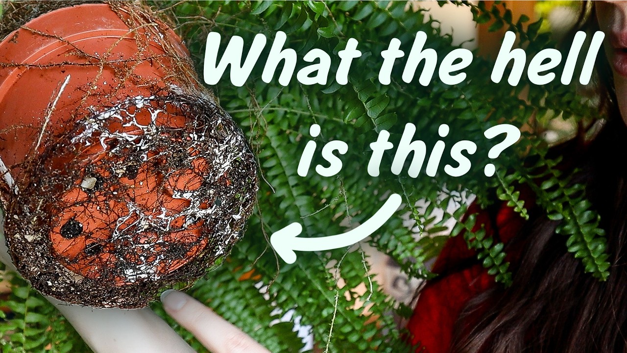Ferns, Pothos and Terrarium Updates | Catch-up series EP2