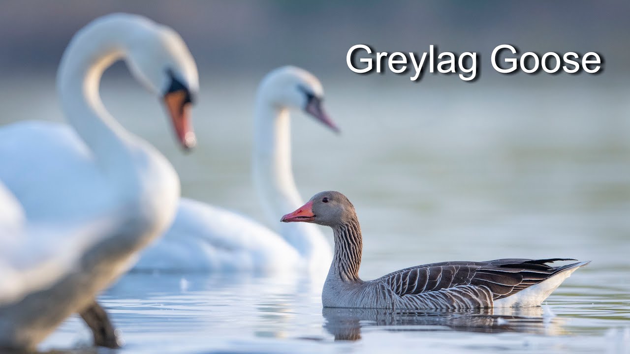Greylag goose - Poland