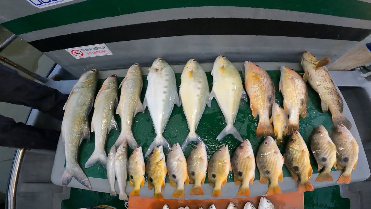 Light jigging | Buoy kuning masih padu !! Kuying Vitamin sea X Shimano Miravel 1000