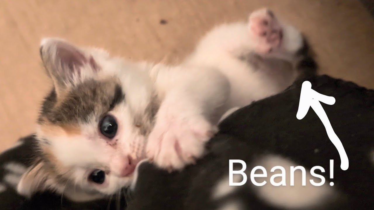 Little Vicious Kitten Climbing and Playing #foster #kitty