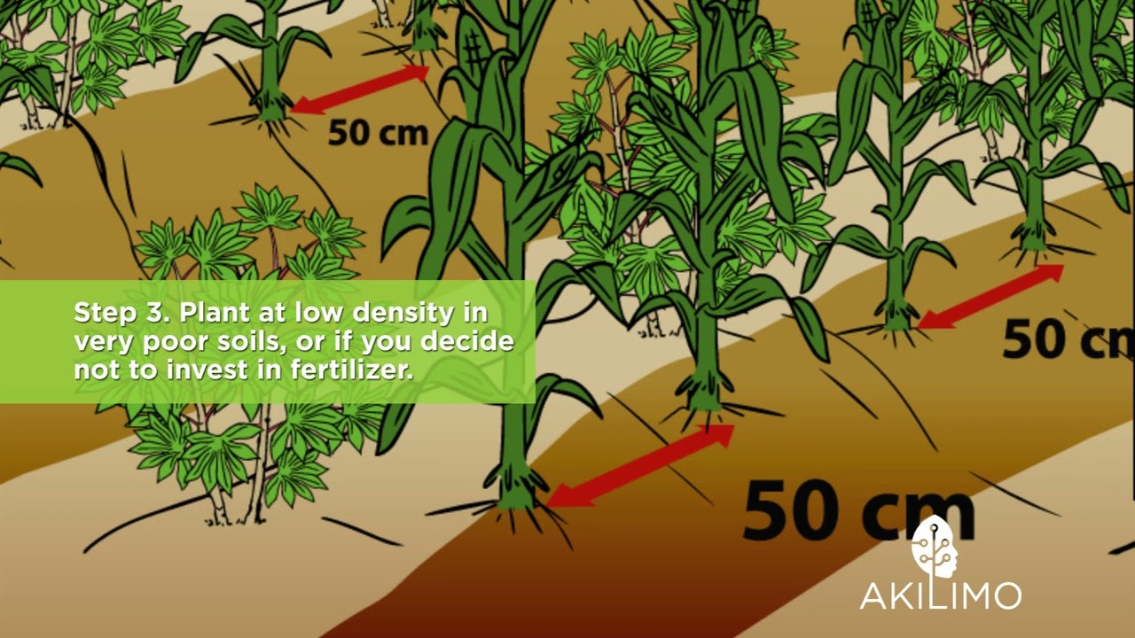 CASSAVA MAIZE INTERCROPPING 16