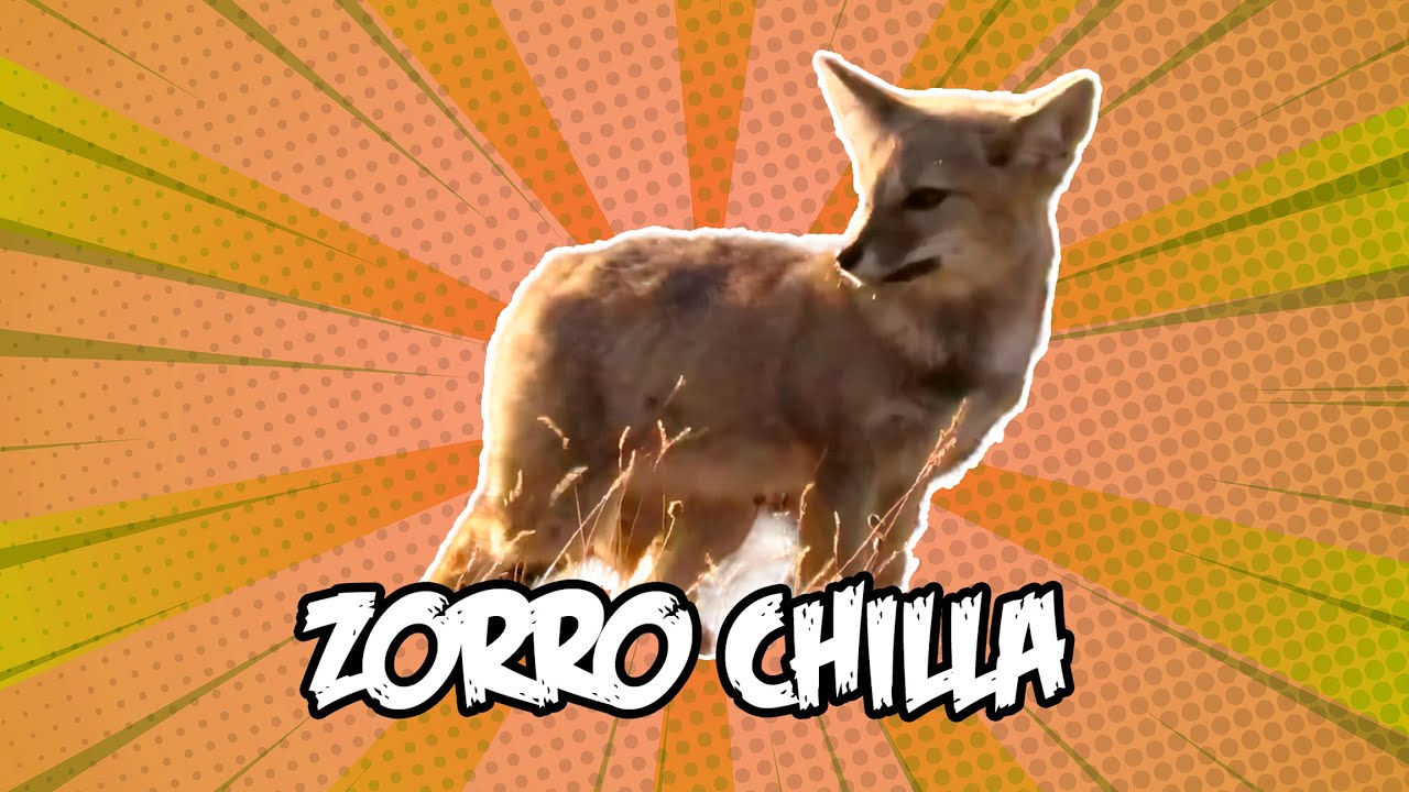 Zorro Chilla | Animales chilenos superasombrosos - T2E10