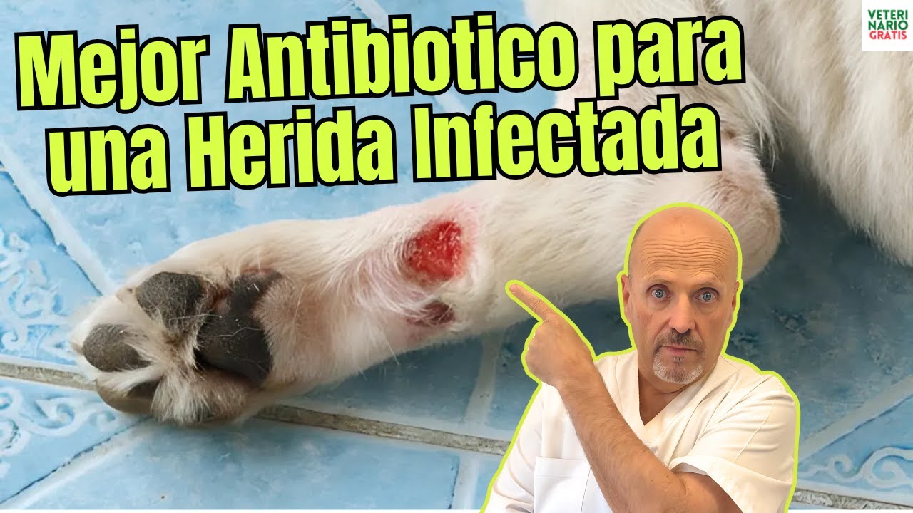 🐶🩹 EL MEJOR ANTIBIÓTICO para PERROS con una HERIDA INFECTADA 💊✨ 🚨🩺 ¡Salva a tu PELUDO! ❤️‍🩹🌟