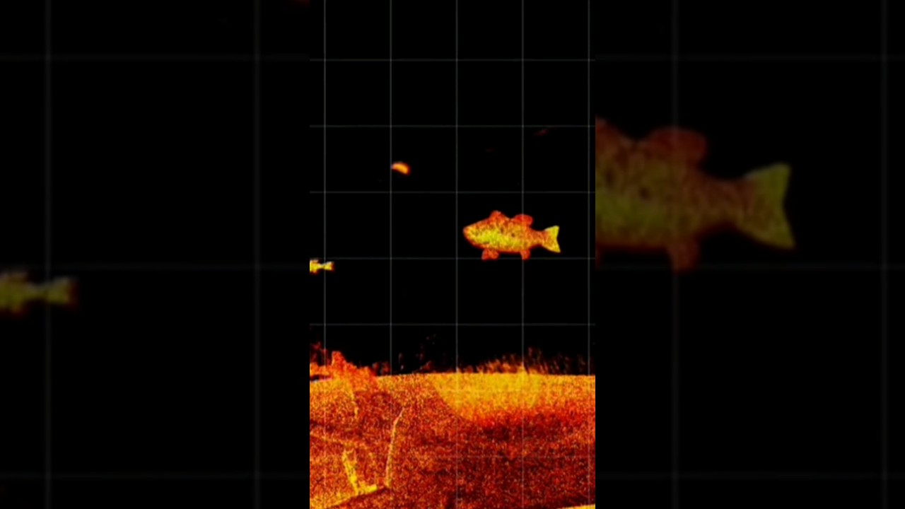 BEST FISH FINDER IN THE WORLD? (UNREAL) 😱 #shorts #fishing #livescope #lvs36 #garmin
