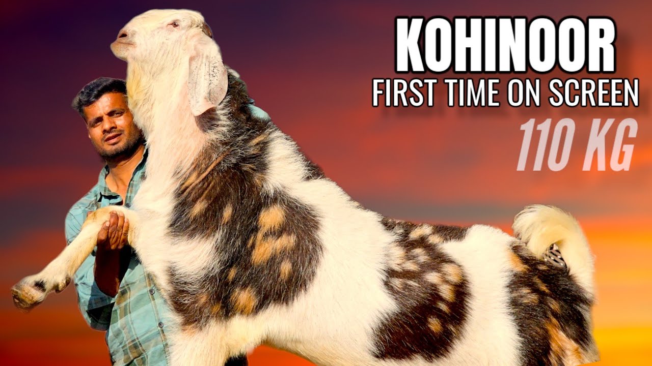 KOHINOOR - PURE JUNGLE ME ESA ANDUL BAKRA NAHI MILEGA (F.K GOAT FARM ,JAIPUR) | 110 KG SELF FEED