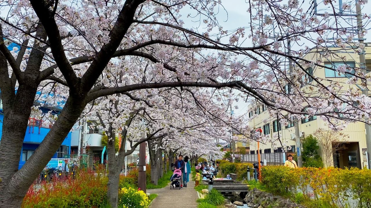 Cherry blossom japan | Local hidden attraction - さくら (桜) | Spring in japan | 4K walking tour