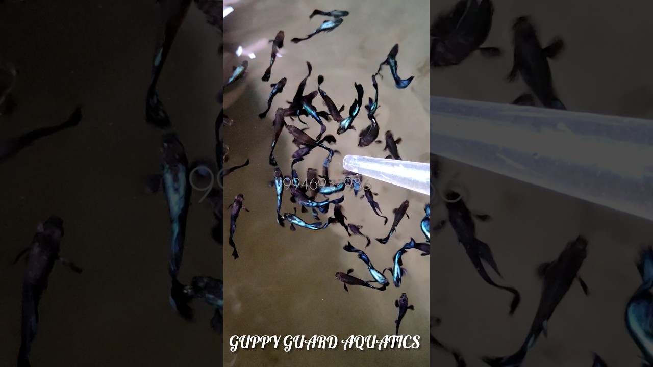 platinum purple @guppyguardaquatics2869 #trending #viral #viralvideo #reels #shorts #short #fish