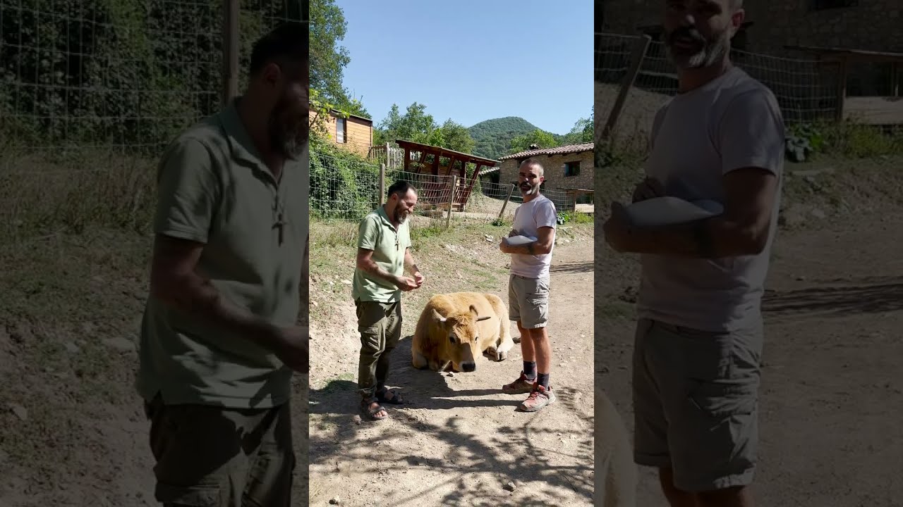Naim feliz con las demás vacas y toros del Santuario