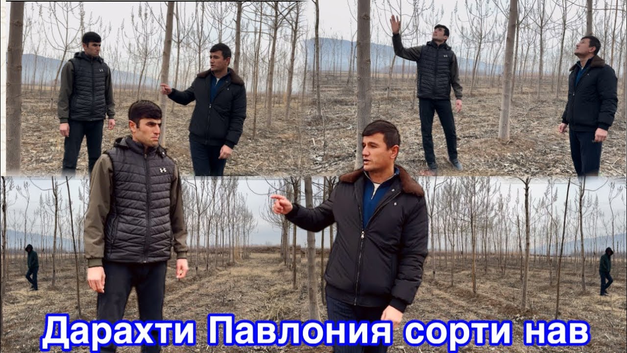Дарахти Павлония сорти нав дар 2 Гегтар хама Фуруши,  1 февраля 2026 г.