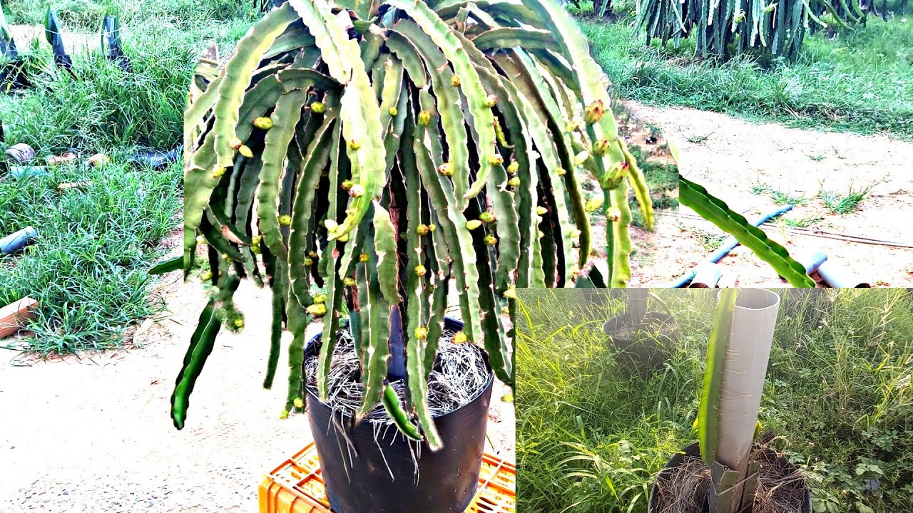 dragon Fruit - процесс выращивания и развития плодовых деревьев дракона чрезвычайно эффективен