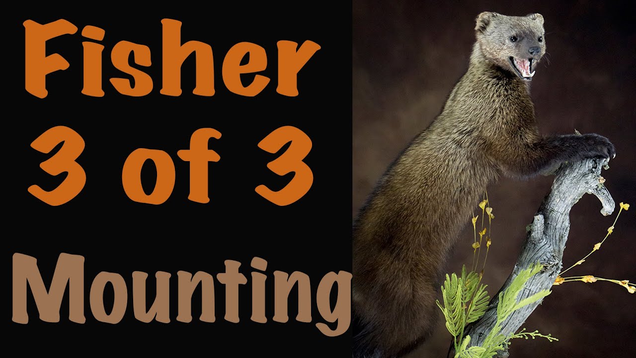 Fisher 3 of 3, Mounting , Art of Taxidermy.