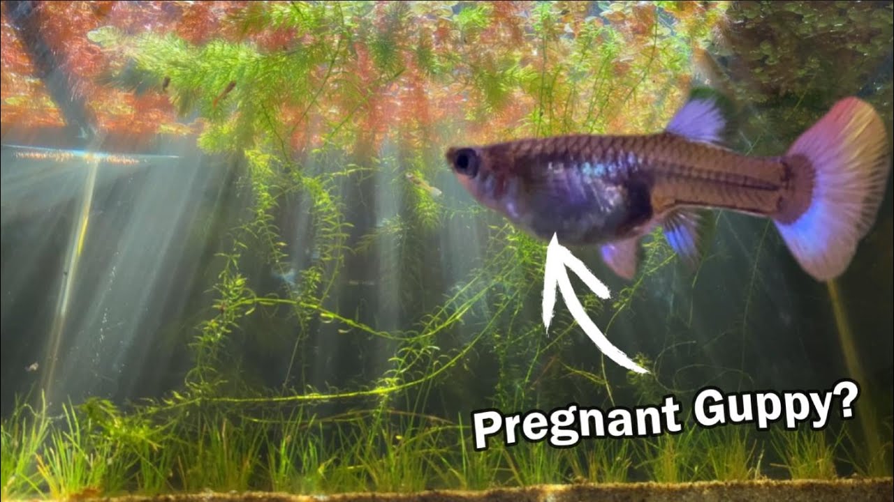 Guppy Sanctuary pt. 2: the Wild Aquarium and 2nd generation baby guppies