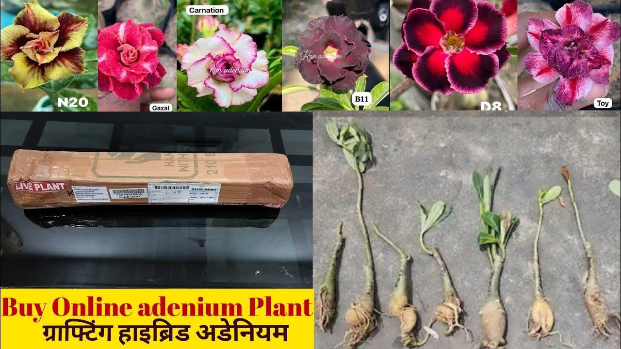 online shopping by adenium plant online order ग्राफ्टिंग हाइब्रिड अडेनियम