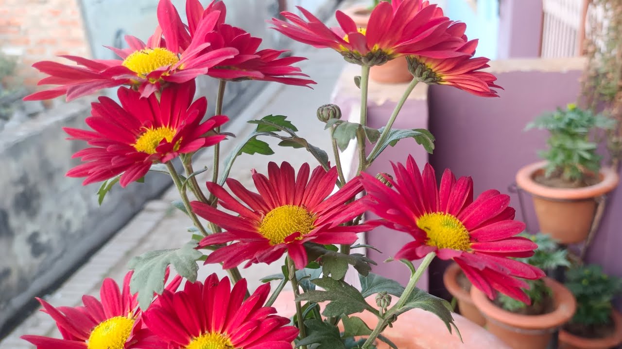 Fabruary Me Lagaye Kuch Best Blooming Plants || heavy Blooming Plant are || Seasonal Plants Care ||