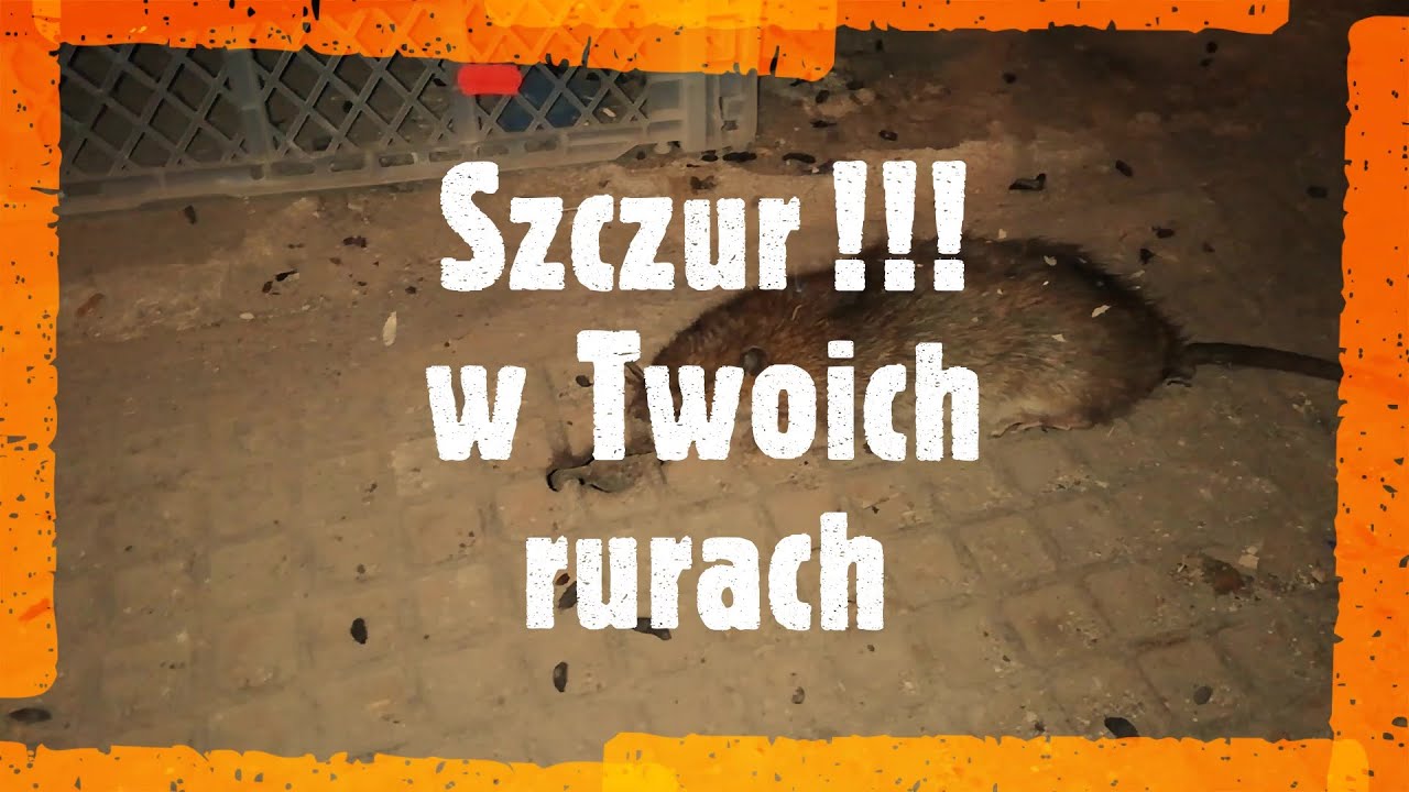 Szczury w kanalizacji , deratyzacja , jak pozbyć się szczura , szczur w domu , sposób na szczura