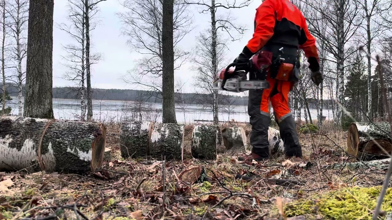 Stihl MS 261 c-m works his way through 2 cubic meters of birch part 2🪓🌲🪵🔥🏡🇸🇪