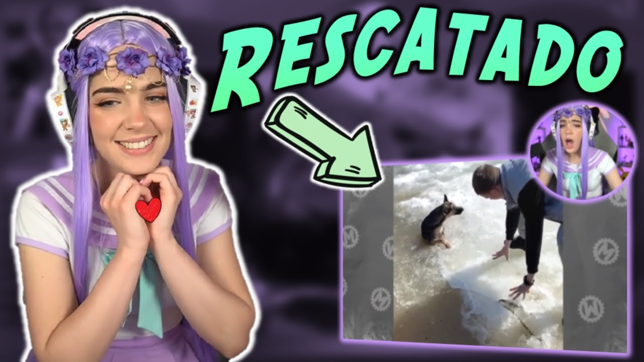 Staryuuki reaccioan a ANIMALES QUE PIDIERON AYUDA