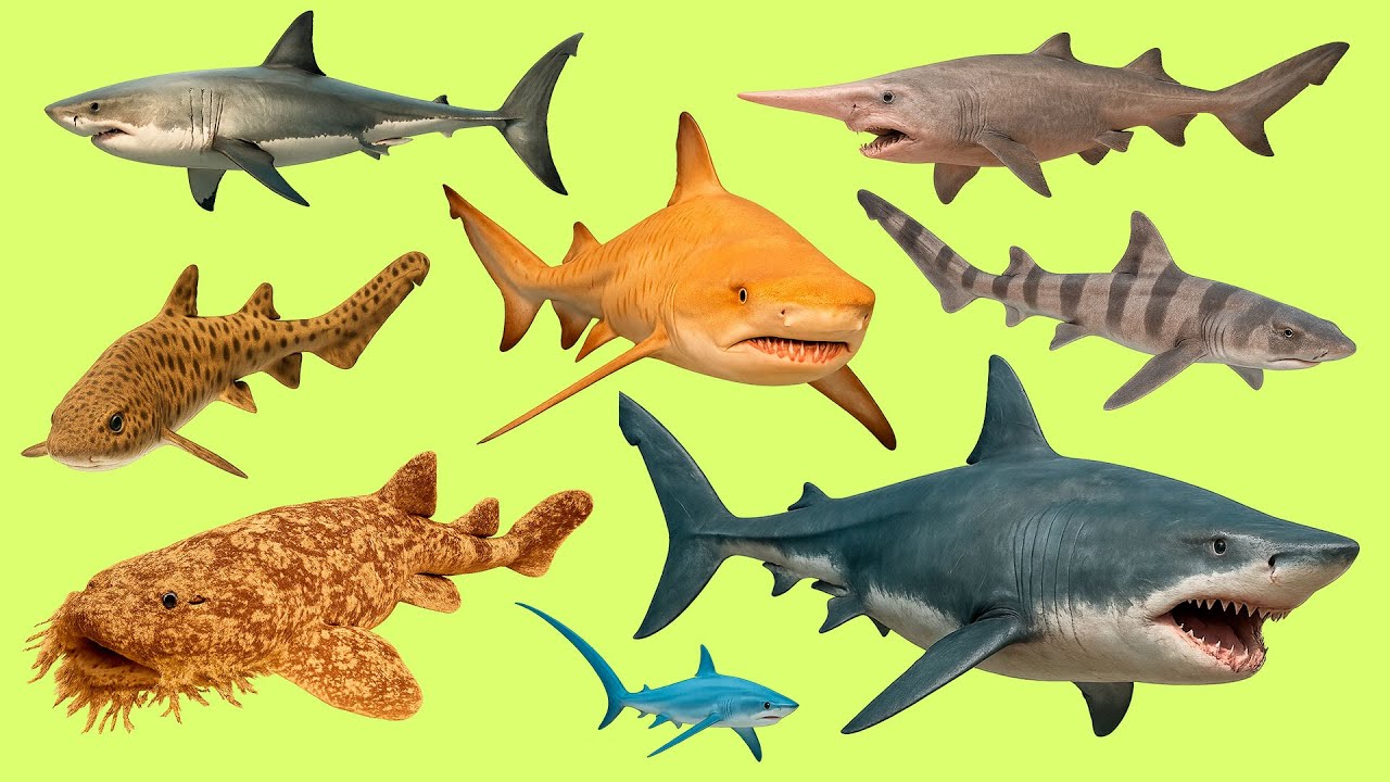 Learn Shark Names in French 🦈 | Du requin blanc au mégalodon!