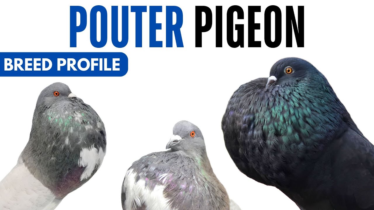 Pouter Pigeon Breed Profile - History - Pouter Pigeon Health Issues Price Training