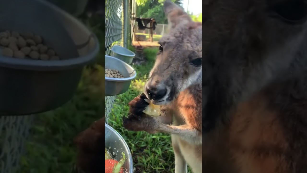 Our baby boy Jarrah loving and enjoying his banana snack. #RedKangaroo #kangaroo
