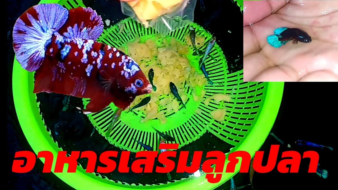 EP.21 เทคนิคการอัพไซร์ลูกปลากัดหรือเพิ่มขนาดให้โตเร็วขึ้น หลังจากที่คัดแล้ว ได้ผล100%