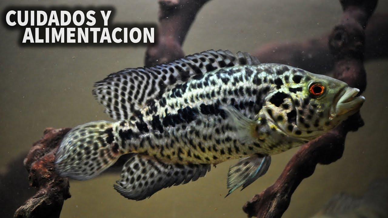PARACHROMIS MANAGUENSIS | CUIDADOS Y ALIMENTACION DEL CICLIDO GUAPOTE JAGUAR | AcuariosLP