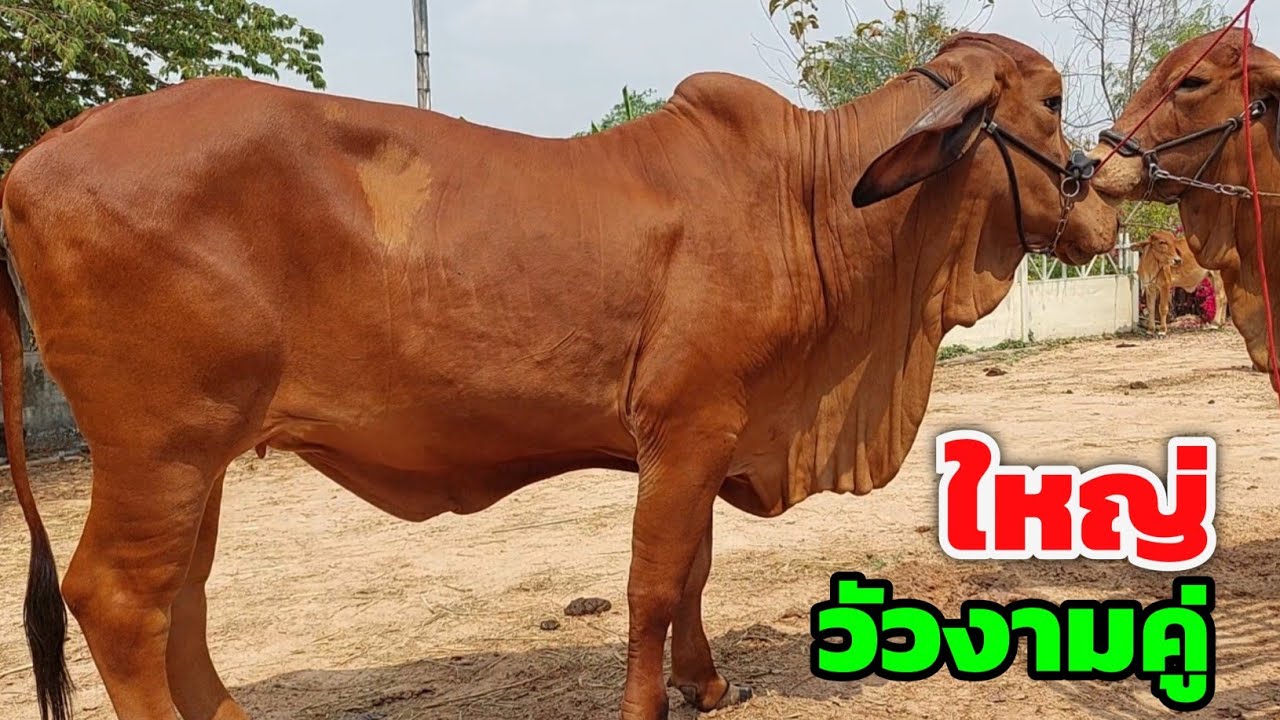ใหญ่ปานช้าง‼️ของดีเมืองน้ำดำ สายวัวยักษ์ห้ามพลาด คัดมารอบนี้ ถืกใจหลาย วัวสาวเริ่มที่ 9,500 