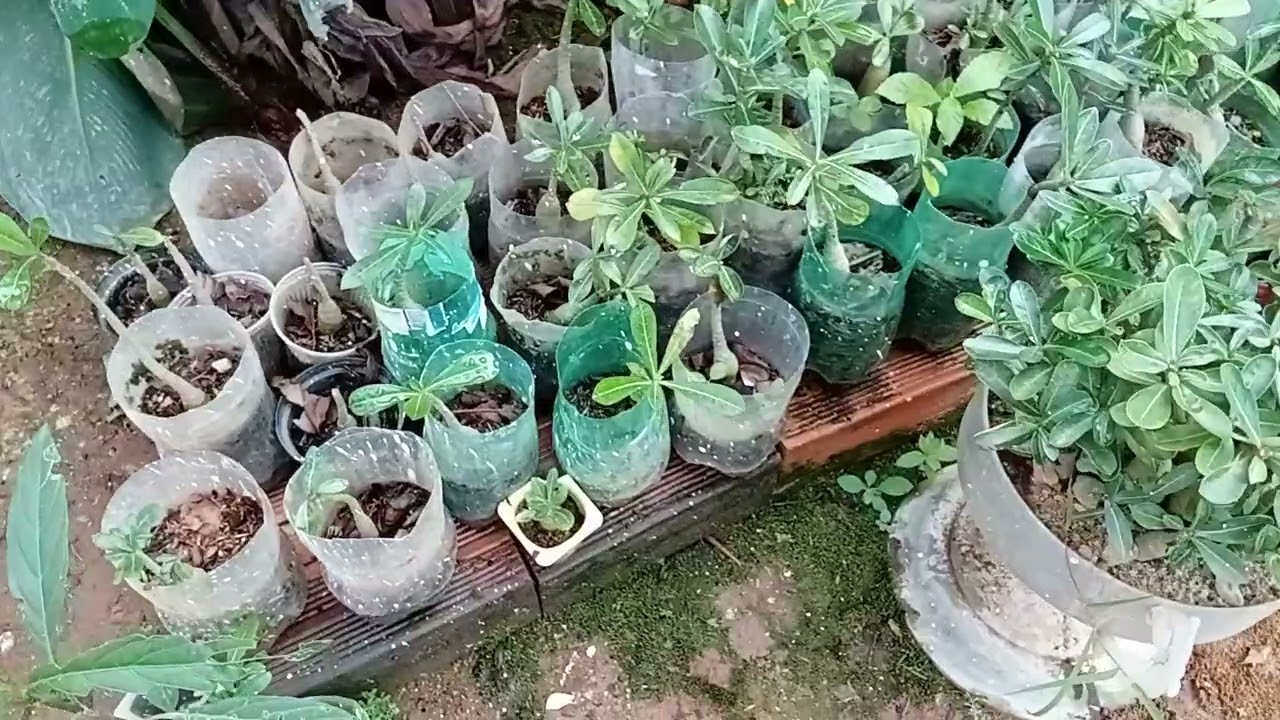 ORGANIZAÇÃO DO JARDIM. 🌹