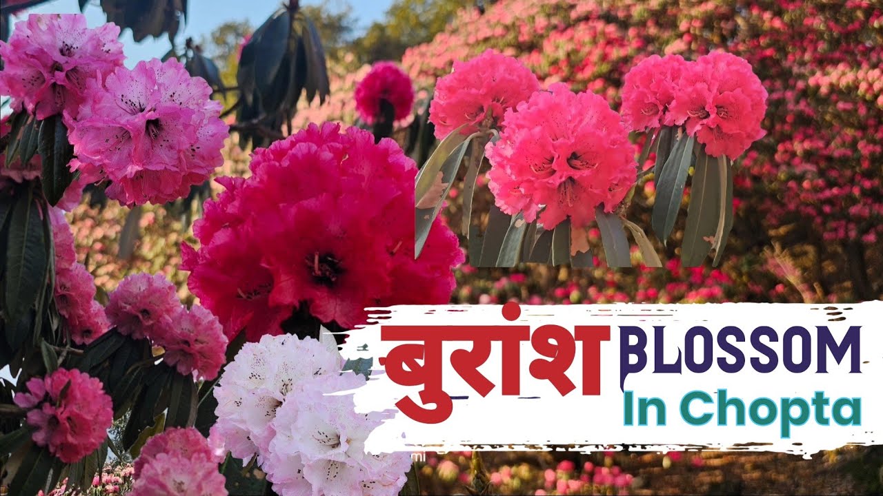 Buransh Blossoms in Chopta Valley | The Red Rhododendron Paradise of Uttarakhand