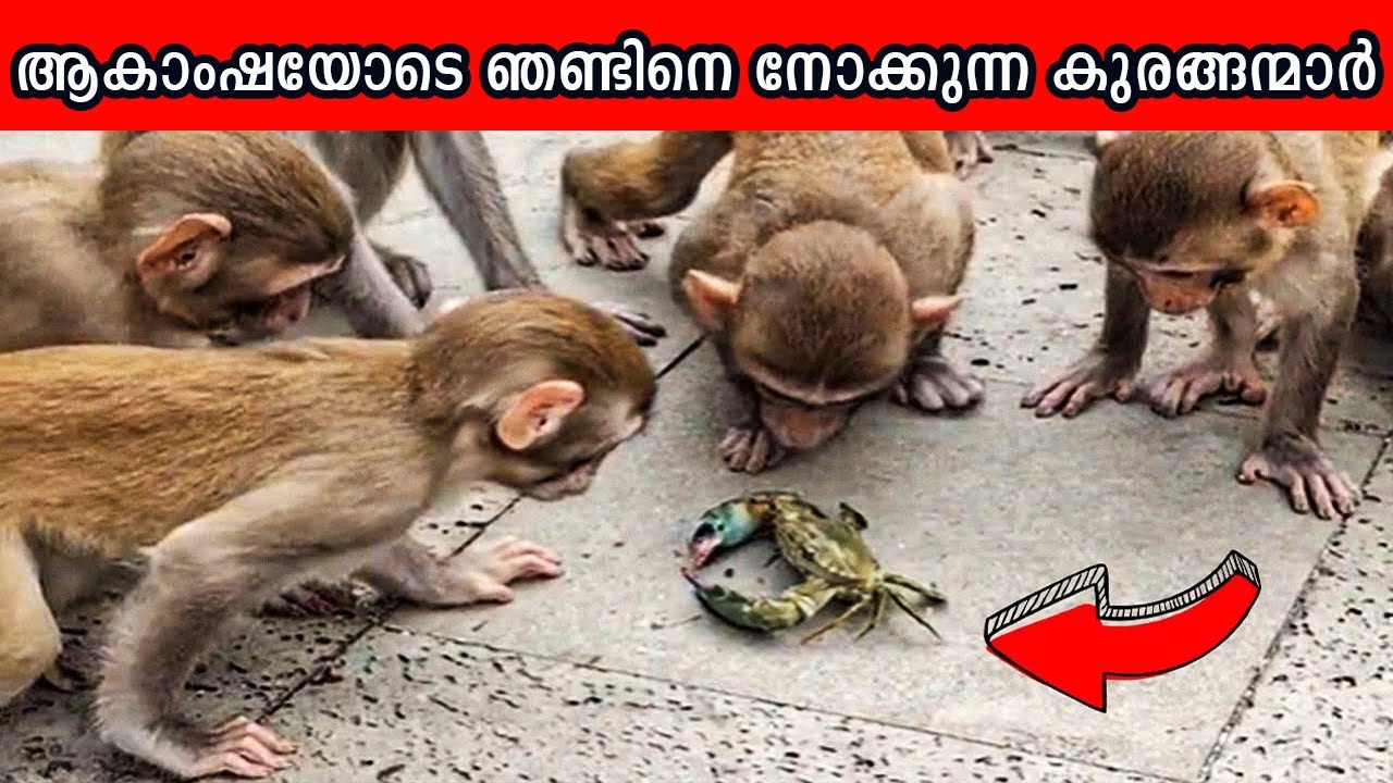 ഈ ജീവികൾക്ക് കൗതുകം ലേശം കൂടുതലാ!!!