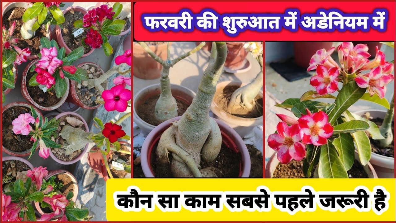 Adenium Care and Work in Early February,//फरवरी की शुरुआत में अडेनियम की देखभाल कैसे करें।🧤#adenium 