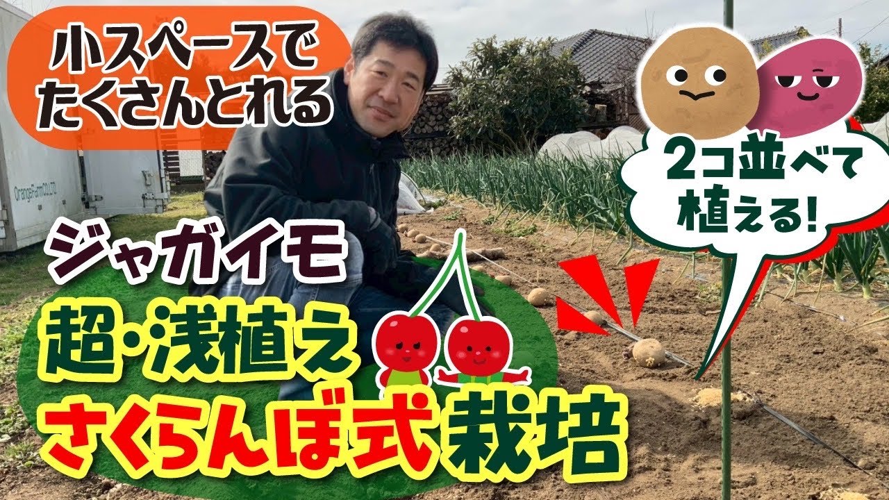 超浅２個植え栽培！　サクランボ式の植え付け方法で、ジャガイモの多収性が目指せます。　たねのハシモトミヤ
