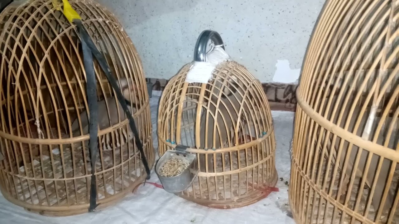 bast shikari chakor awaz chukar keklik sesi #birds #female #sound#madi #vlog#chakor #hunting#hunterx