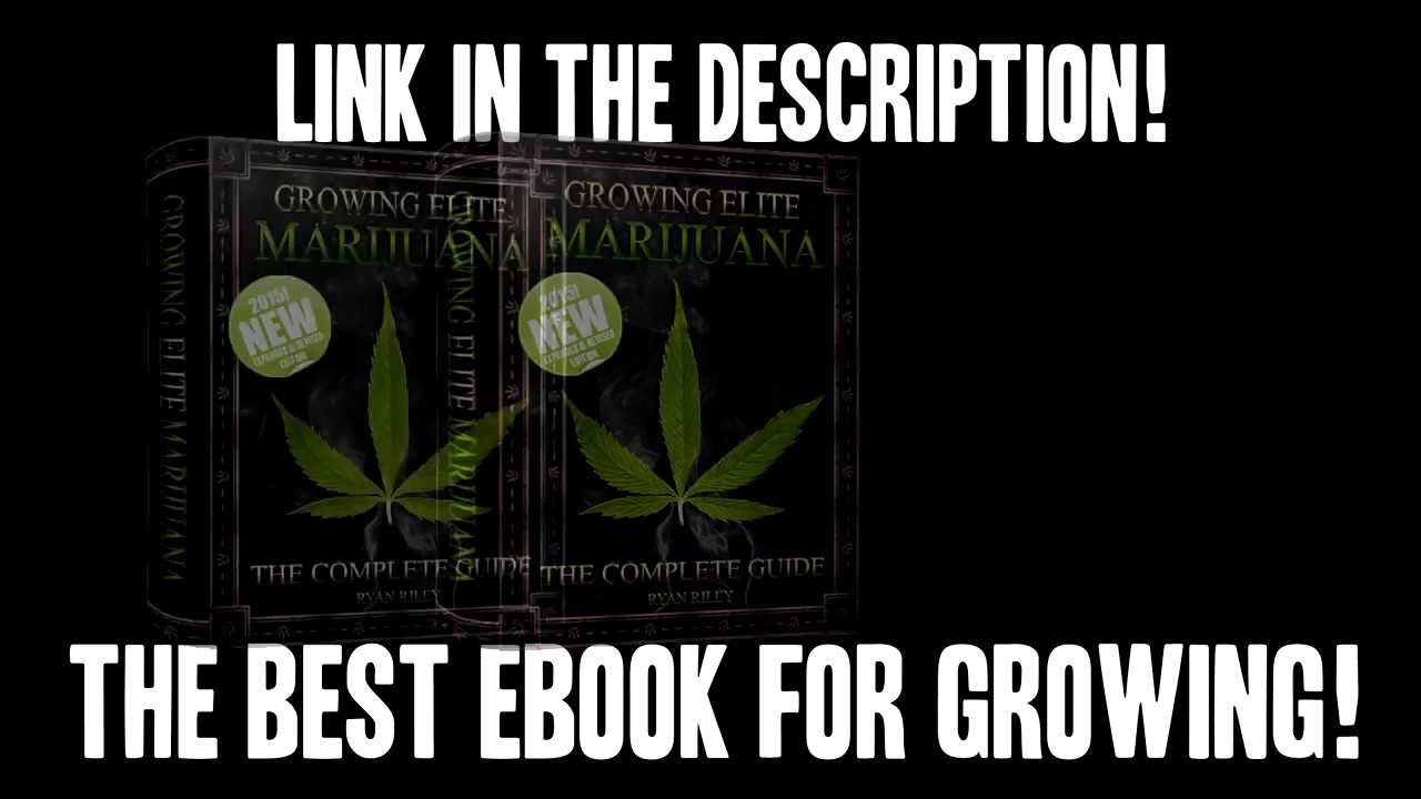 HOW TO MAKE HASH! (EASY METHOD!) HOW TO WEED