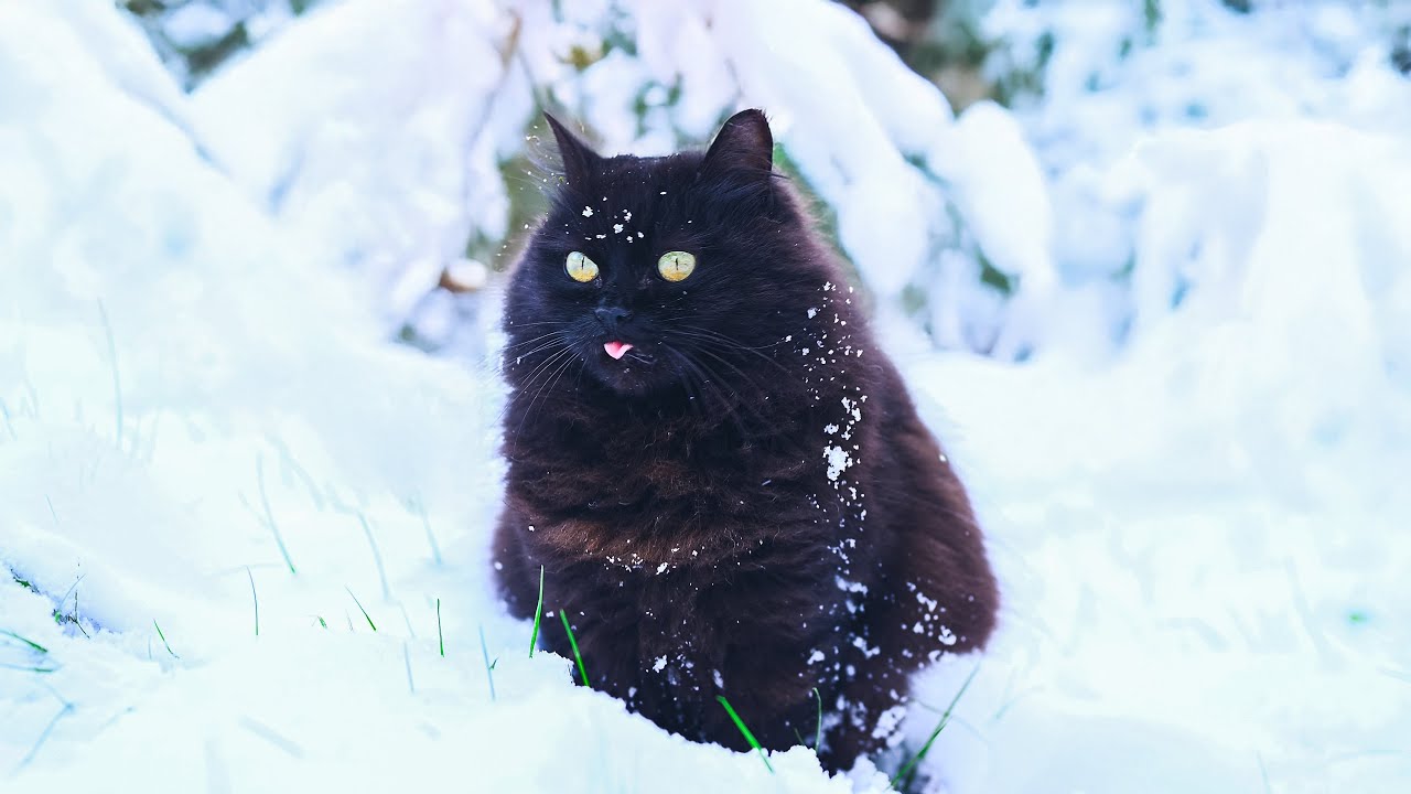 Cats Losing Their Minds in Snow 😂 No AI, No Music