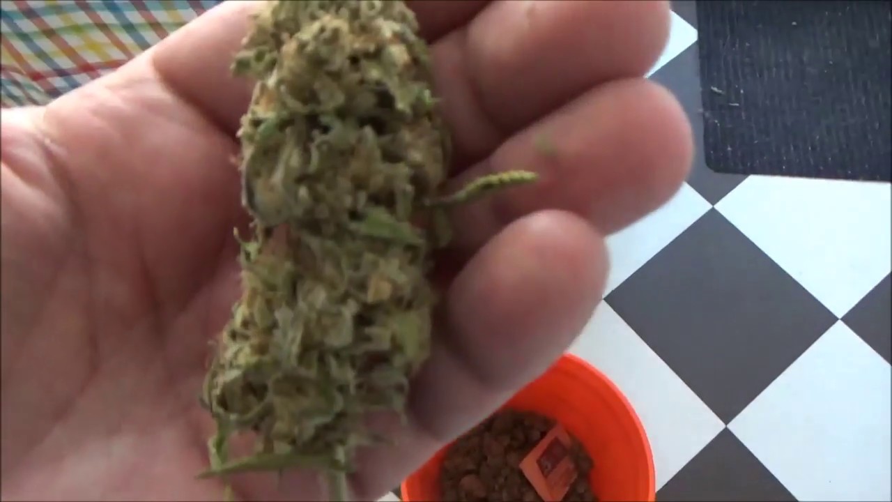 Cannabis Update 51, BTYOG X Spartan Kush, Drying & Curing, Spring ahead.