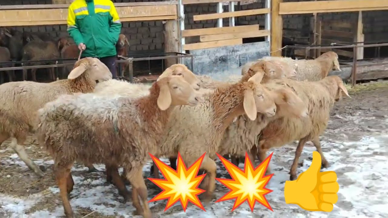 ☎️+996 708 797 970 Энчиге козулар сатыкка чыкты!