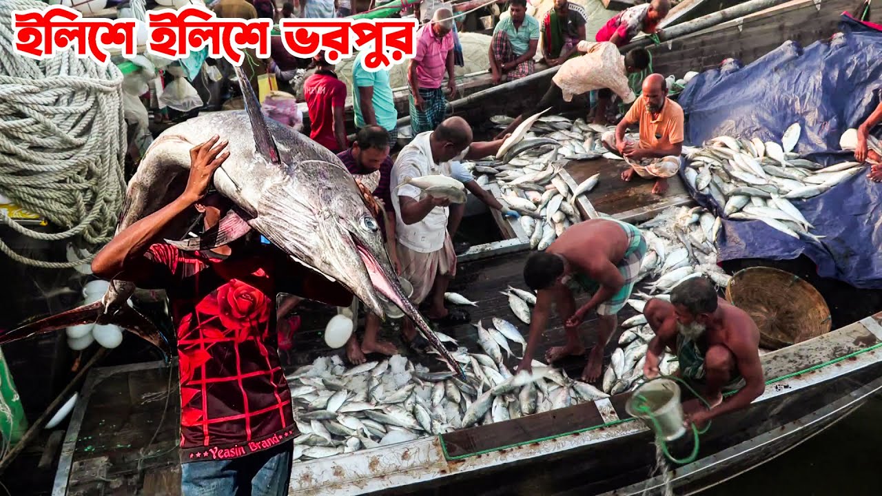 টনকে টন ইলিশ মাছ ও সাগরের মাছে ভরপুর বাগেরহাটের কেবি মাছের আড়ত || Panorama Documentary