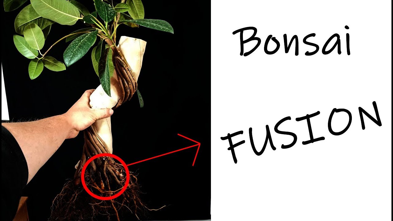 Cómo hacer una Gran base de Bonsai FUSION en POCO TIEMPO