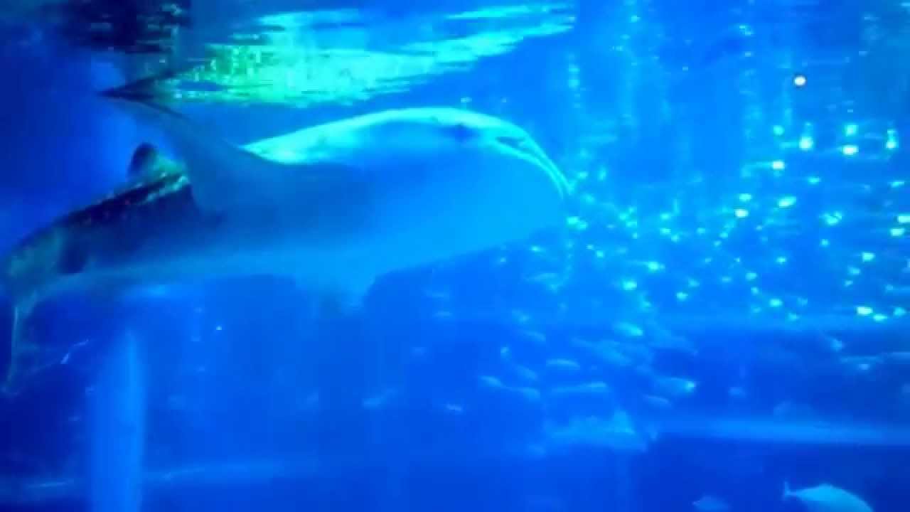 Kaiyukan Akvaryumu-Kaiyukan Aquarium-Osaka (Japan)