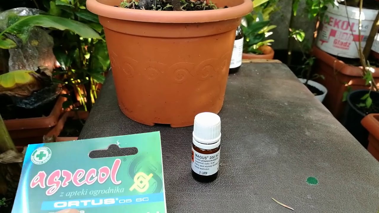 44. Jak walczyć ze szkodnikami takimi jak: przędziorek, tarcznik, ziemiórka. Środki ochrony roślin.