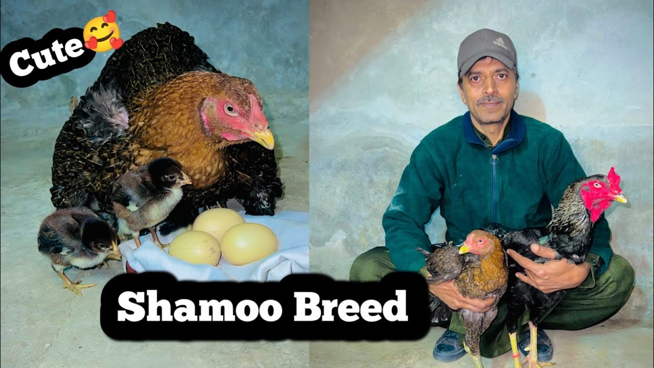 Shampoo breed full pear 🥰