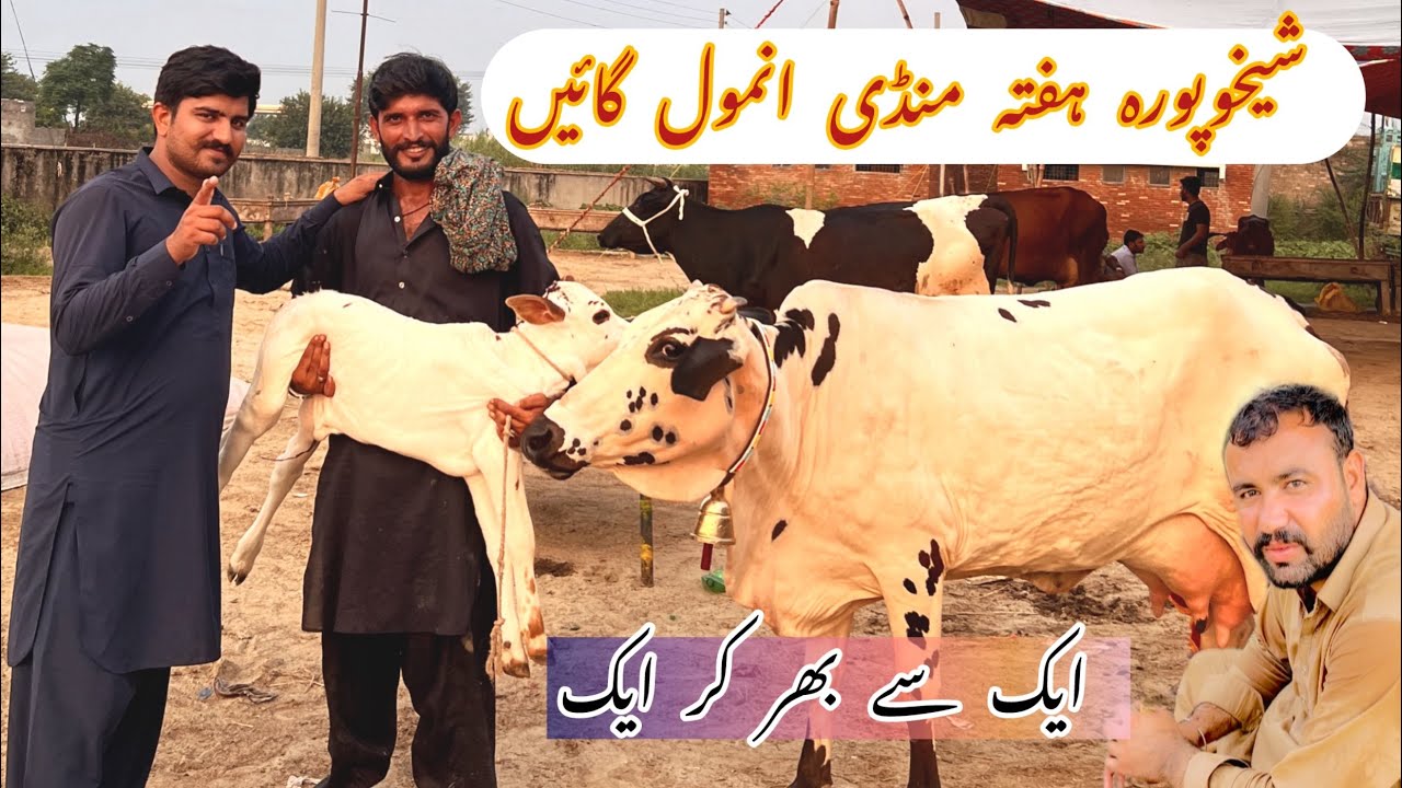 Sheikhupura hafta mandi me anmol gaeen ka shok❤️❤️