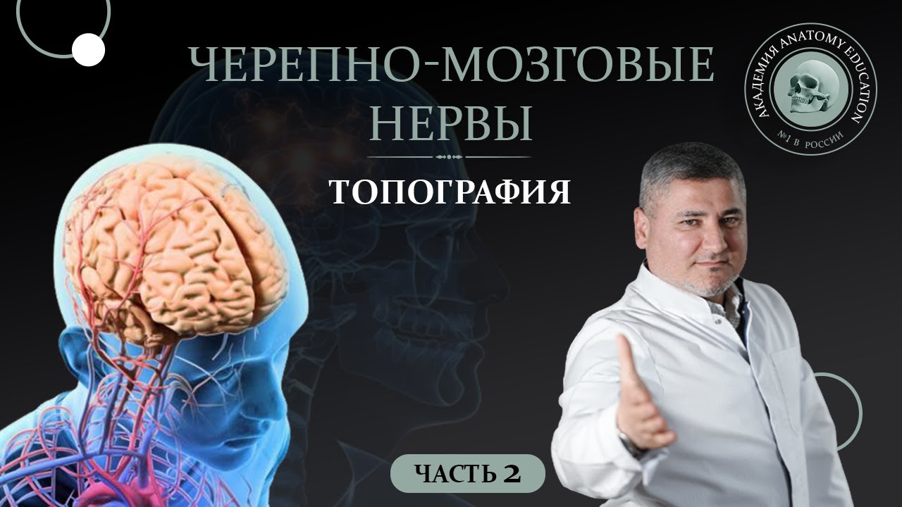 Черепные нервы. Топография черепных нервов. Черепно-мозговые нервы часть 2