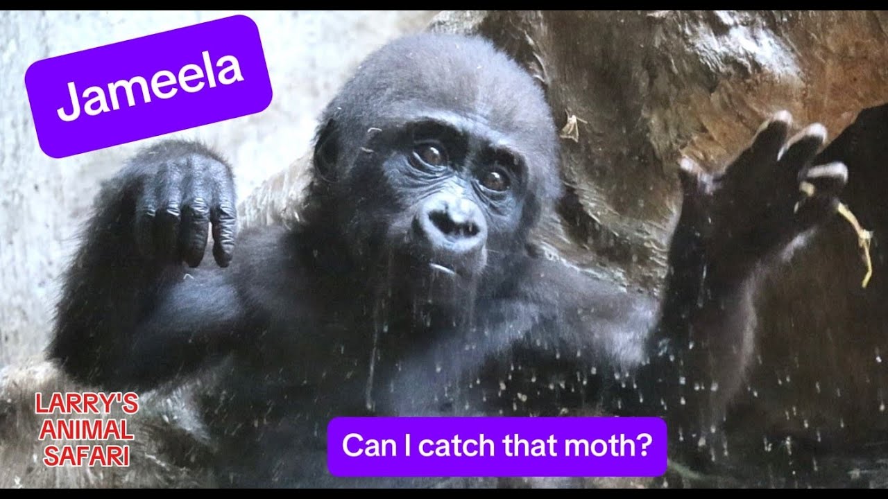 Детеныш гориллы - Джамила #31