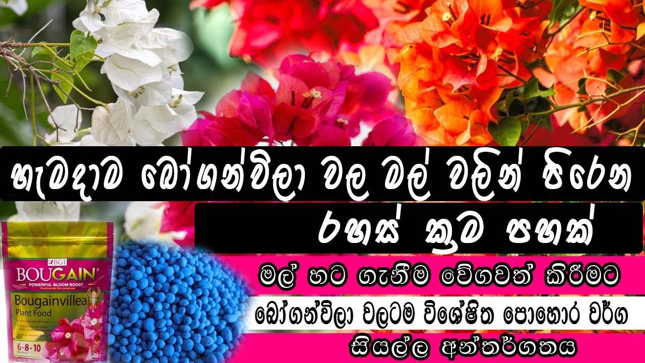 Bougainvillea cultivation and blooming hacks in sinhala බෝගන්විලා මල් පිපෙන රහස් ක්&zwj;රම