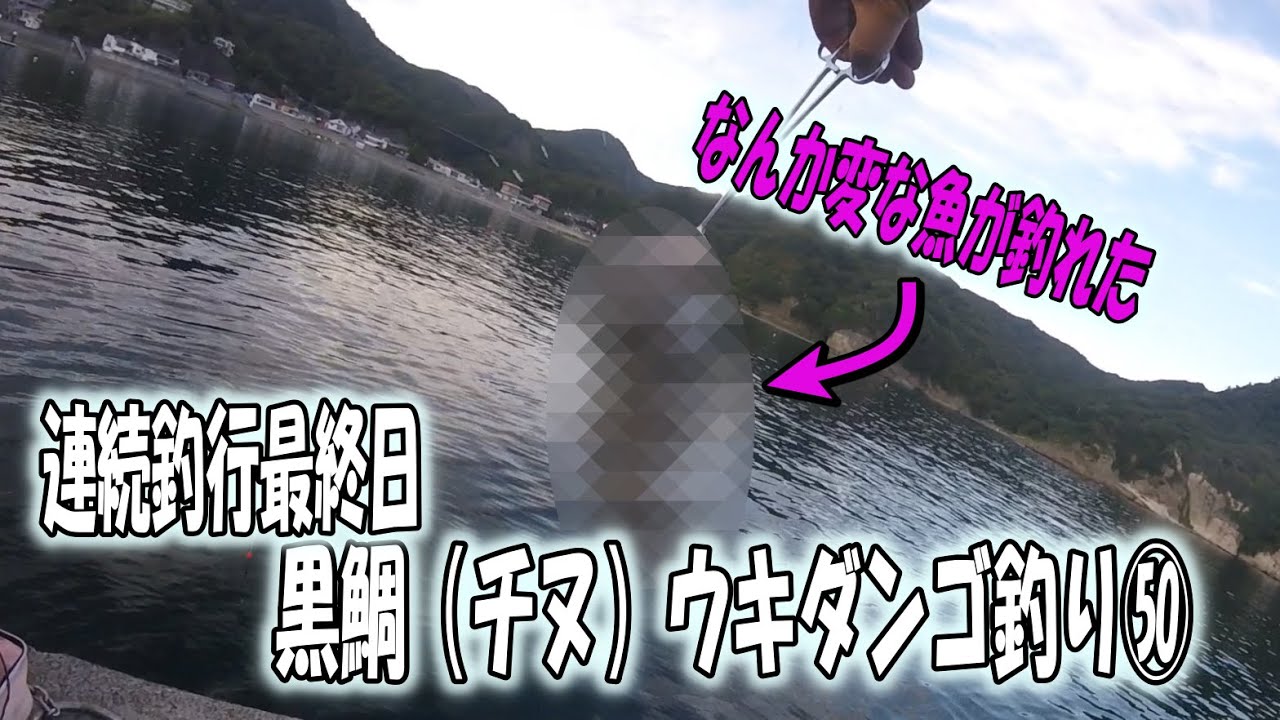 黒鯛（チヌ）ウキダンゴ釣り㊿　連続釣行最終日　なんとか本命を釣りたい