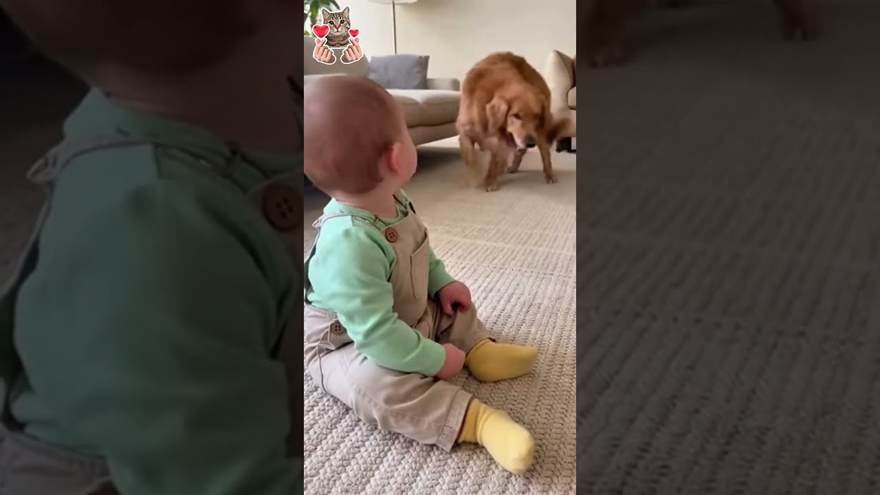 Cute dog makes baby laugh like crazy 2